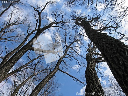 Image of Spring leafless old willows