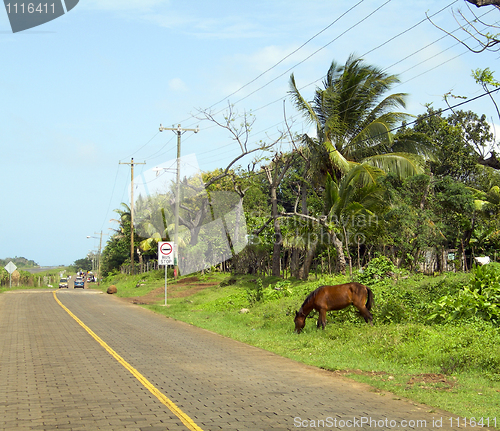 Image of typical street scene horse on road corn island nicaragua