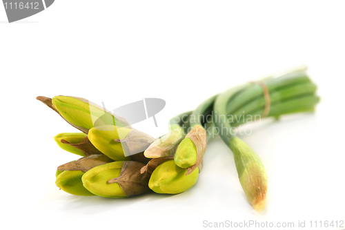 Image of Daffodil