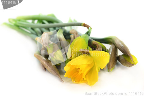 Image of Daffodil