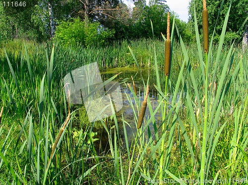 Image of Cattail on the bog