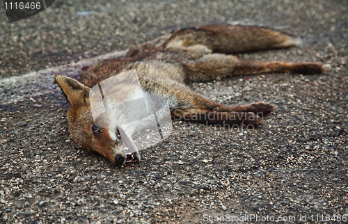 Image of dead fox on asphalt