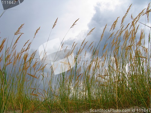 Image of Cane under the clouds