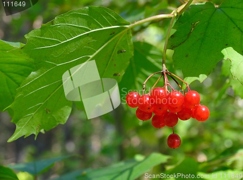 Image of Viburnum opulus