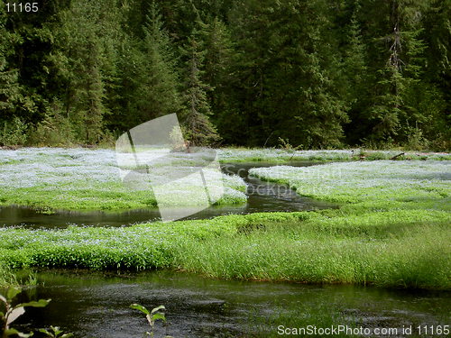 Image of Green Glade