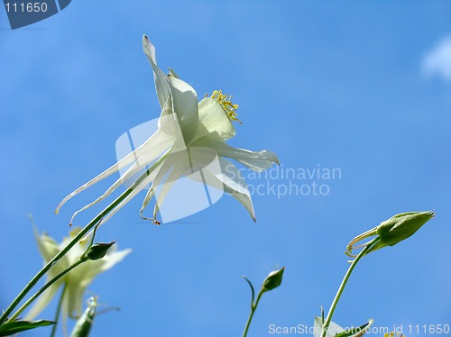 Image of Aquilegia flowers