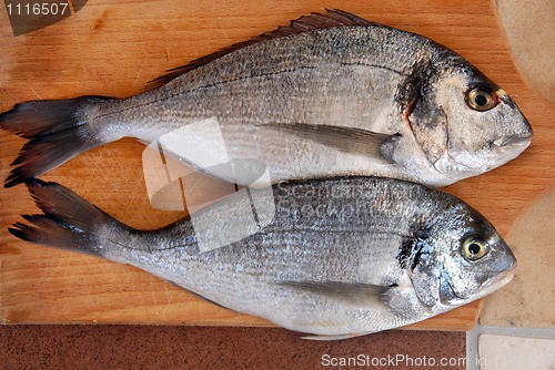 Image of Two gilthead fish