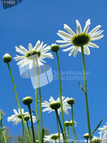 Image of Daisy