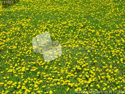 Image of Dandelion meadow