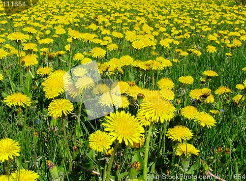 Image of Dandelion meadow