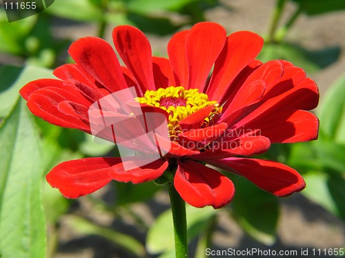 Image of Red flower