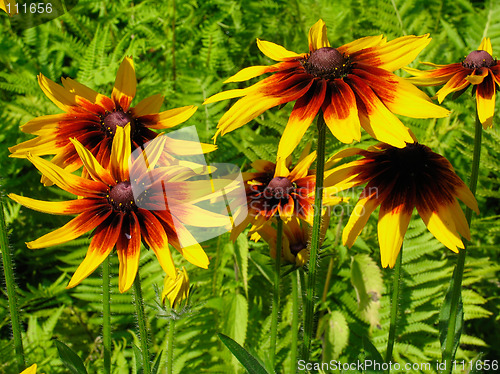 Image of Yellow flowers of gailardia