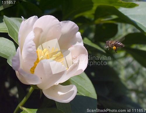 Image of Bee and Flower