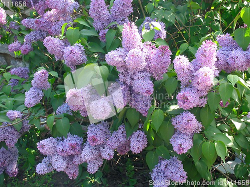 Image of Lilac