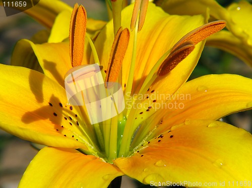 Image of Yellow lily flower