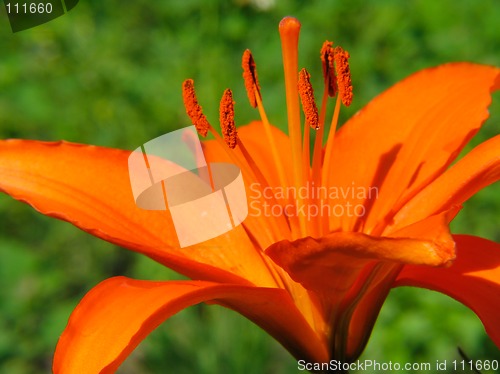 Image of Red lily flower