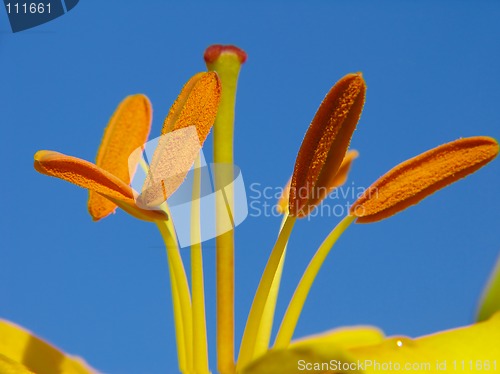 Image of  Lily stamens