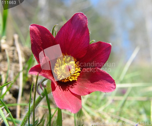 Image of Pasque-flowers