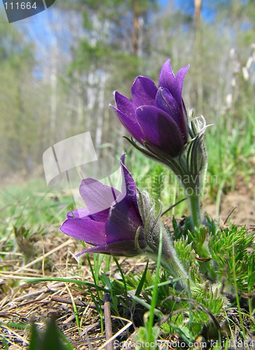 Image of Pasque-flowers