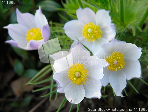 Image of Pasque-flowers