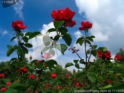 Image of Rose-bush on blue sky background