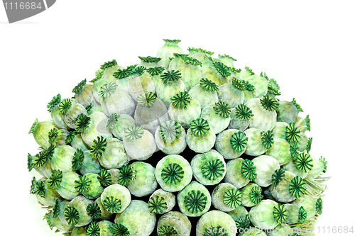 Image of Green plant