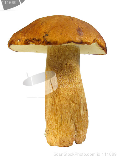 Image of Boletus edulis