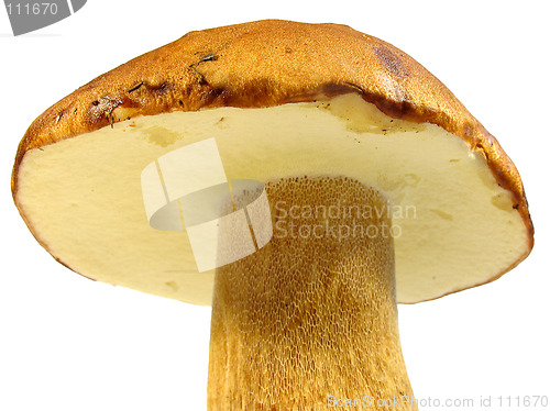 Image of Boletus edulis