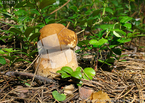 Image of Boletus edulis