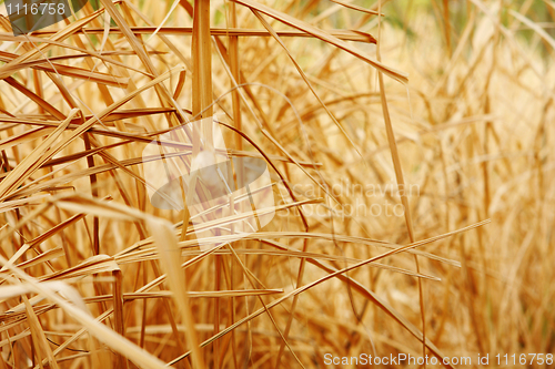 Image of Close up background texture of dry grass 