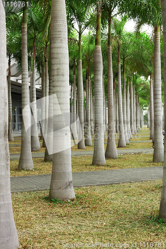 Image of Rows of palm trees along a road 