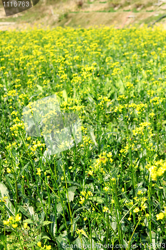 Image of Brassica campestris