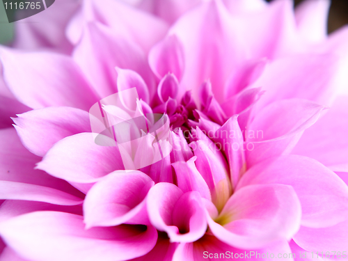 Image of Beautiful pink lotus flower close-up 