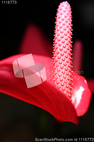 Image of tulip