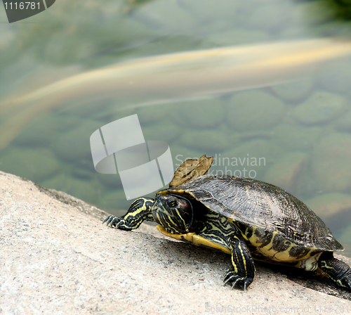 Image of Tortoise