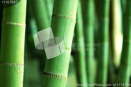 Image of Bamboo Forest 
