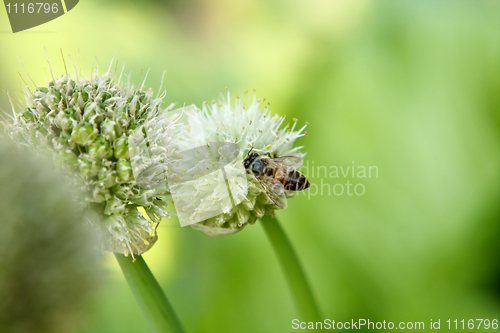 Image of green onion flower