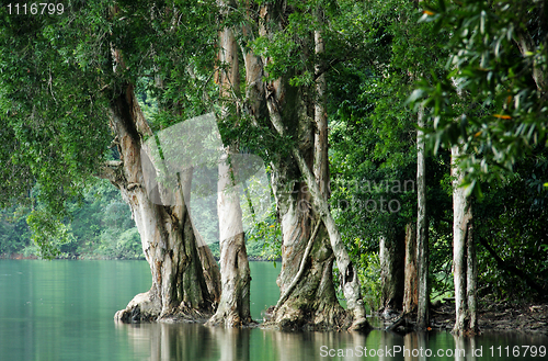 Image of tree in water 