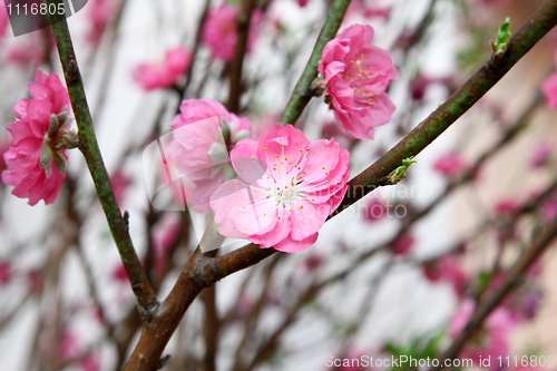 Image of peach blossom