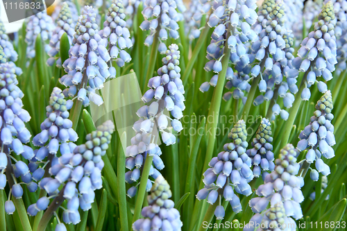 Image of Hyacinthus orientalis