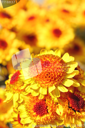 Image of yellow flower 