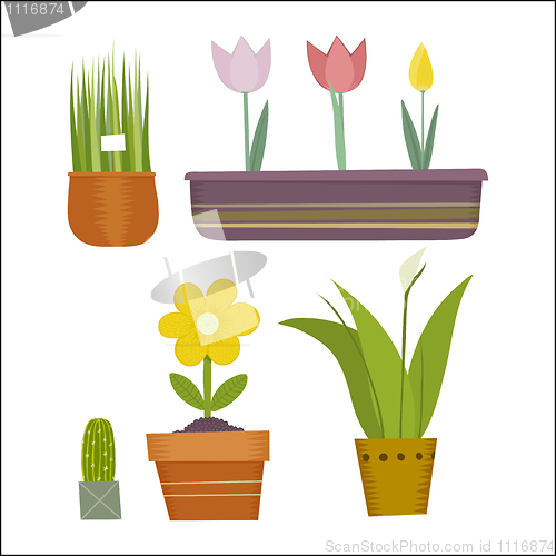 Image of flowers in pots