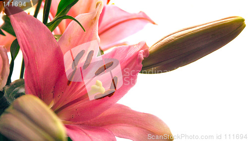 Image of pink lilies isolated