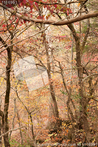Image of autumn or fall forest