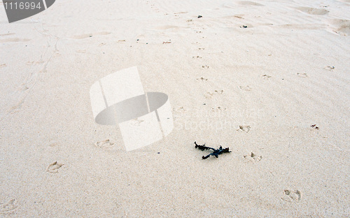 Image of bird tracks in the sand
