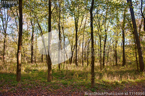 Image of in the trees of the forest