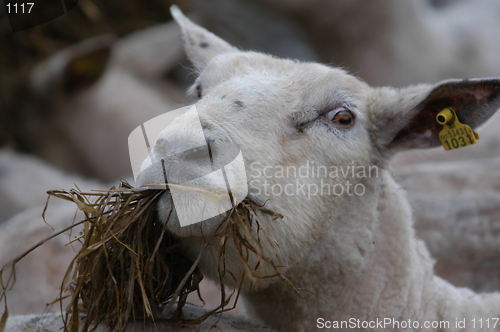 Image of Eating Sheep