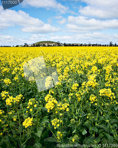 Image of golden canola flowers