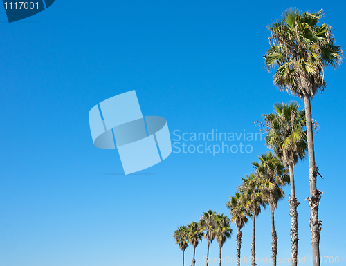 Image of palm tree blue sky frame