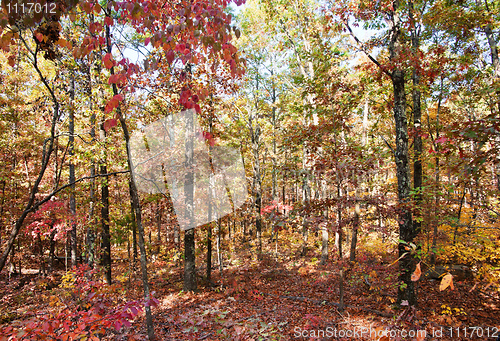 Image of colors of autumn or fall in forest